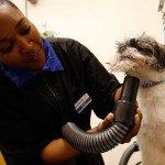 PetSmart Grooming Survey